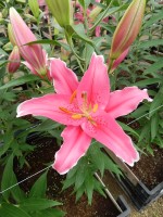 [5358 Veyron DJ No02.JPG]